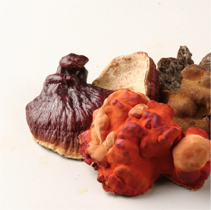 什麼是牛樟芝？你適合吃嗎？