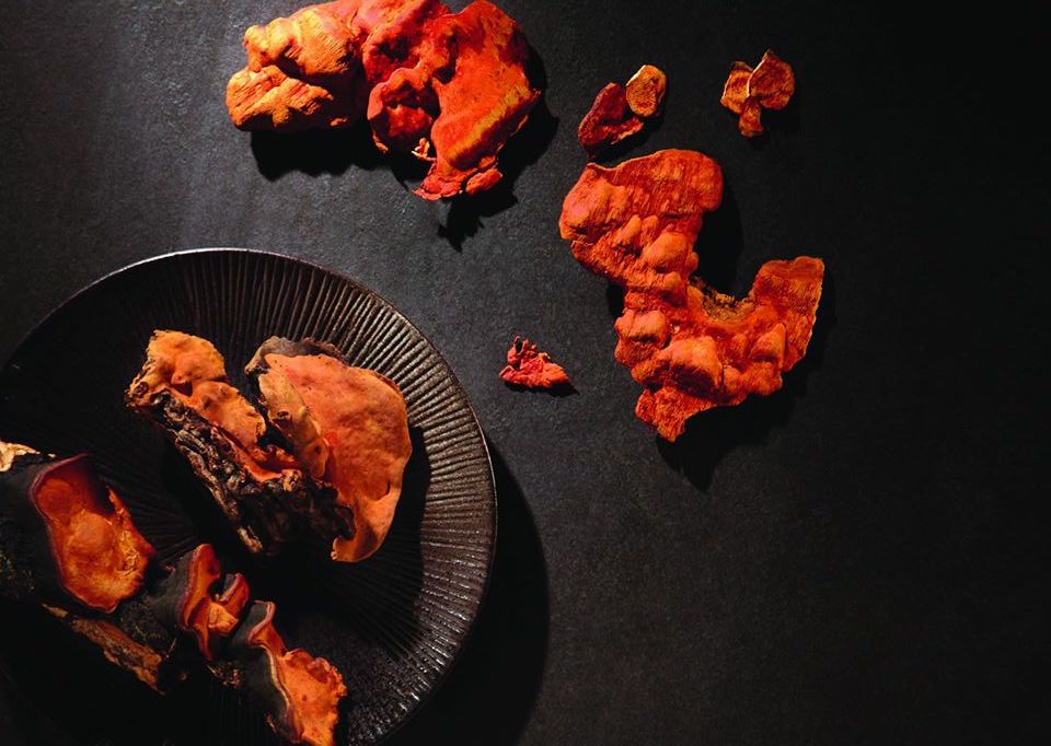 原料取自台灣牛樟芝的新冠新藥Antroquinonol二期解盲成功！新台灣之光牛樟芝究竟是什麼？